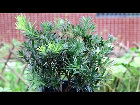羅漢松有毒嗎