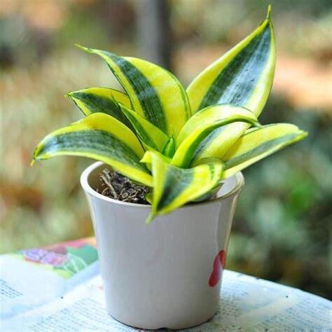 虎尾蘭的好處