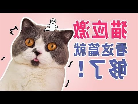 自来猫是什么预兆