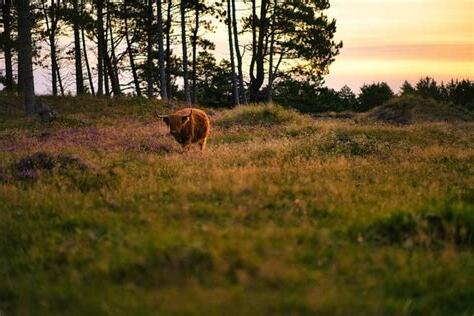 屬牛適合的生肖