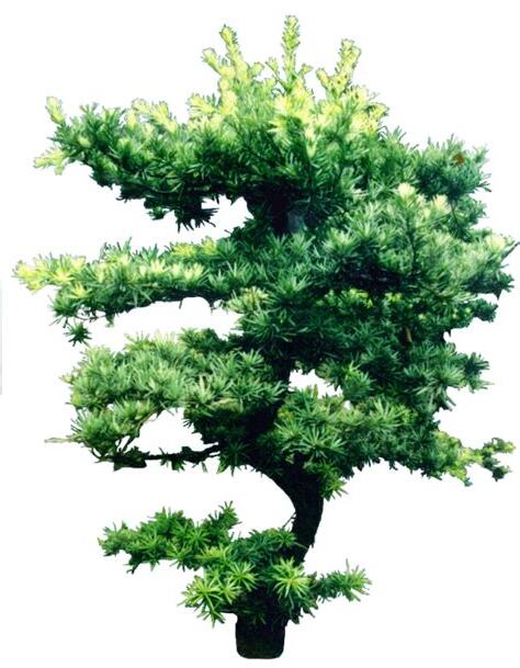 松柏植物