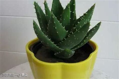 24小時製造氧氣的植物