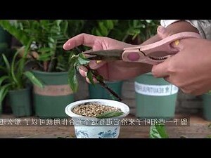 扶桑花不吉利