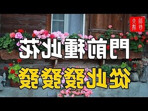 門前種什麼花好