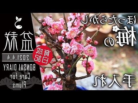 臘梅季節
