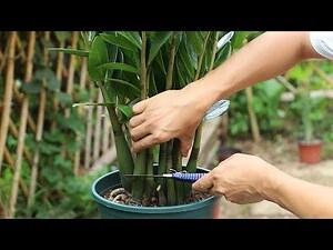 金錢樹長歪