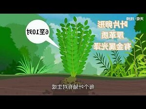 金錢樹有毒嗎