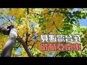 海葡萄樹日照