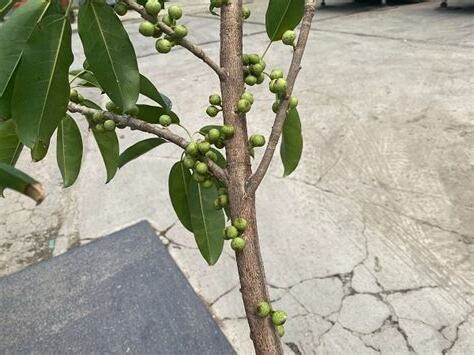 牆壁長樹處理