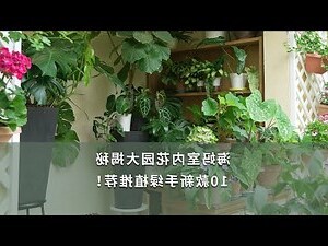 室內放什麼花