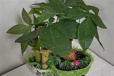 红财神植物风水