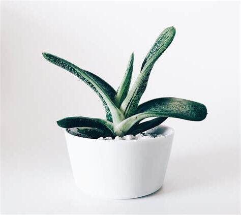 房間植物推薦