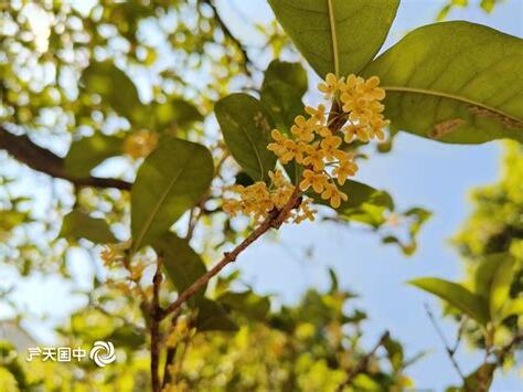 桂林桂花