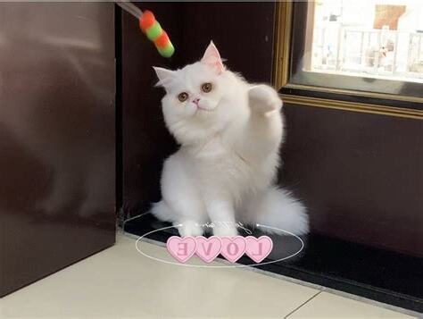 胸長毛