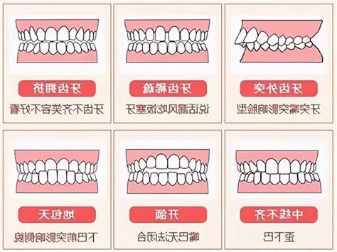 牙齒的功能