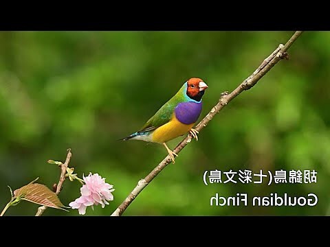 七彩文鳥飼養