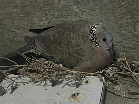 斑鳩風水