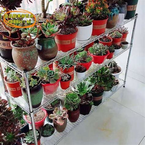 馬路放花盆