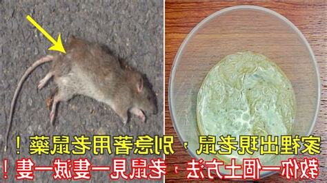 家裡的老鼠