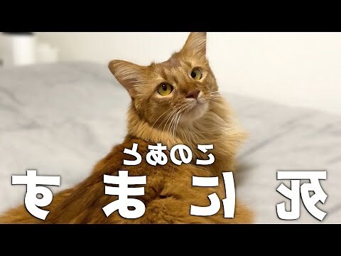 猫死