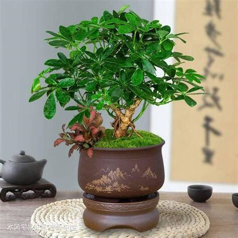 最好的风水植物