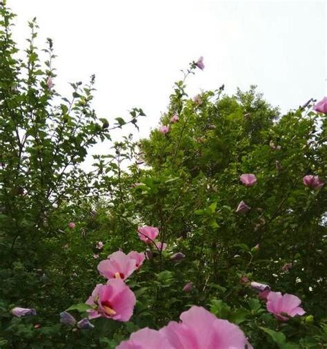 木槿花的象征意义