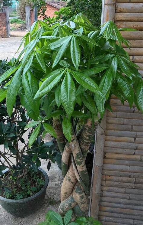 發財樹長香菇