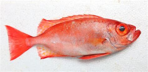 紅色魚種類