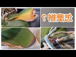 葉子邊緣枯黃