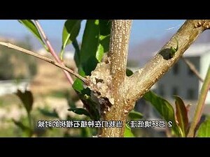 石榴樹風水