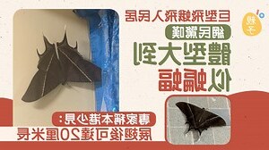 飛蛾飛入屋