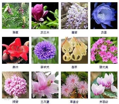 常見植物名稱