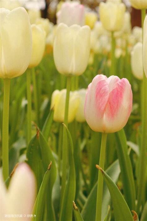 鬱金香花語