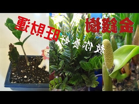 金錢草開花