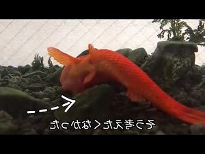 金魚埋葬