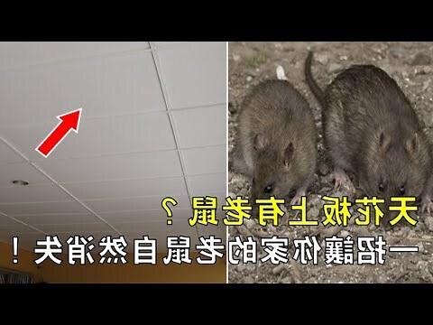 天花板上有老鼠