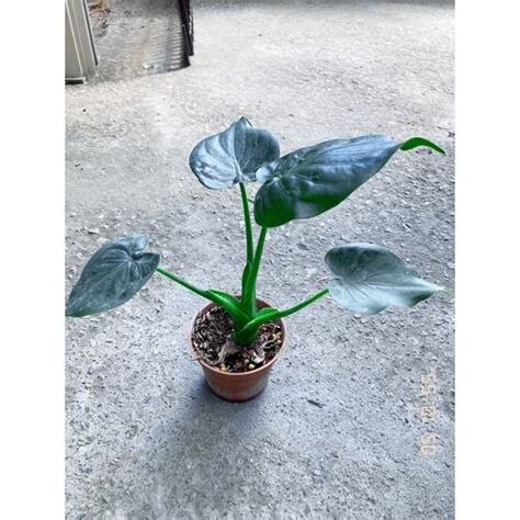 佛手芋風水