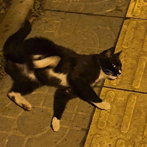 遇到黑猫