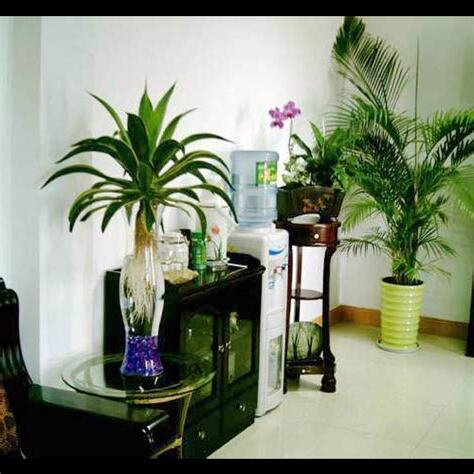 家中植物風水