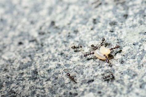 突然出現很多螞蟻