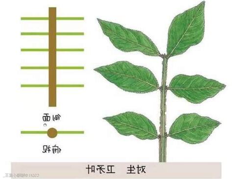 互生植物有哪些