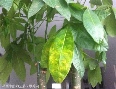 招財樹葉子變黃