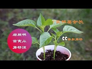 辣椒種植注意事項