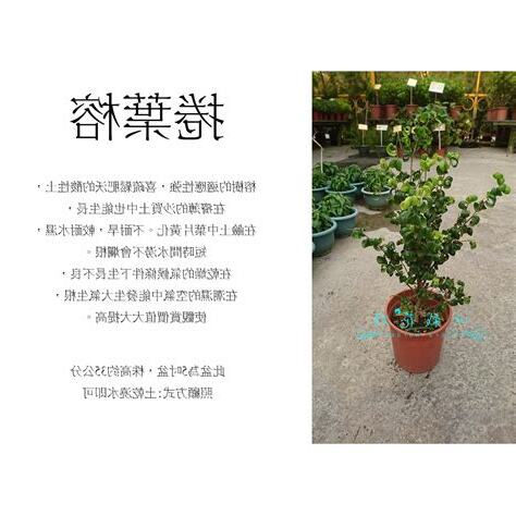 捲葉榕樹修剪