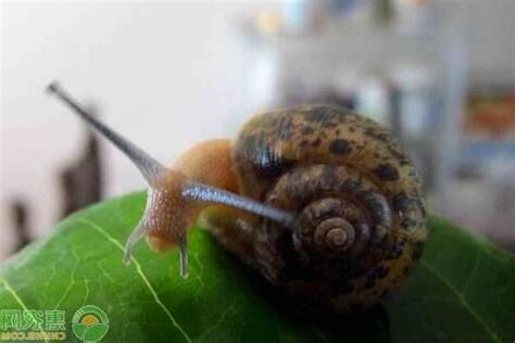 養蝸牛
