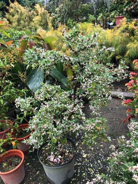 斑葉金龜樹風水