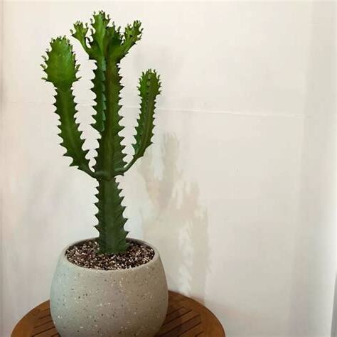 龍骨仙人掌