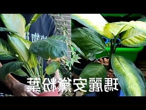 黛粉葉風水
