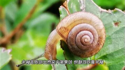 家裡出現蝸牛
