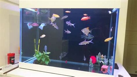 2尺缸可以養幾隻魚